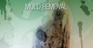 Mold Removal America