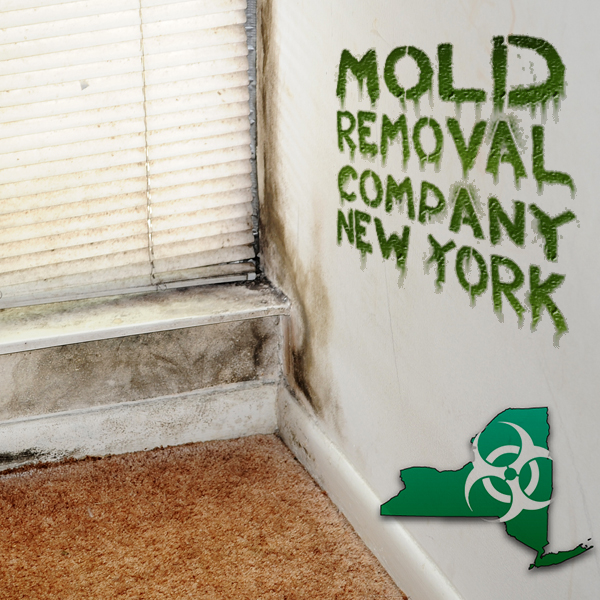 New York Mold Removal